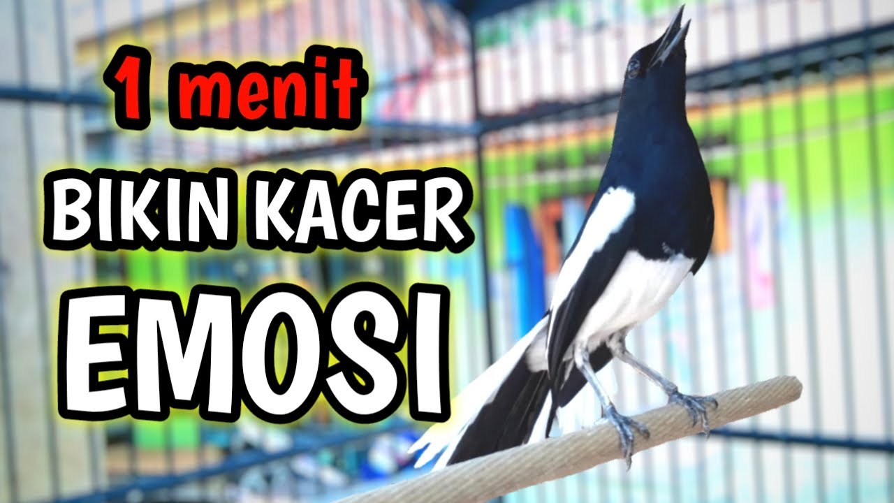CUKUP 1 MENIT BIKIN KACER EMOSI GACOR !! PANCINGAN KACER GACOR FULL ISIAN AMPUH.