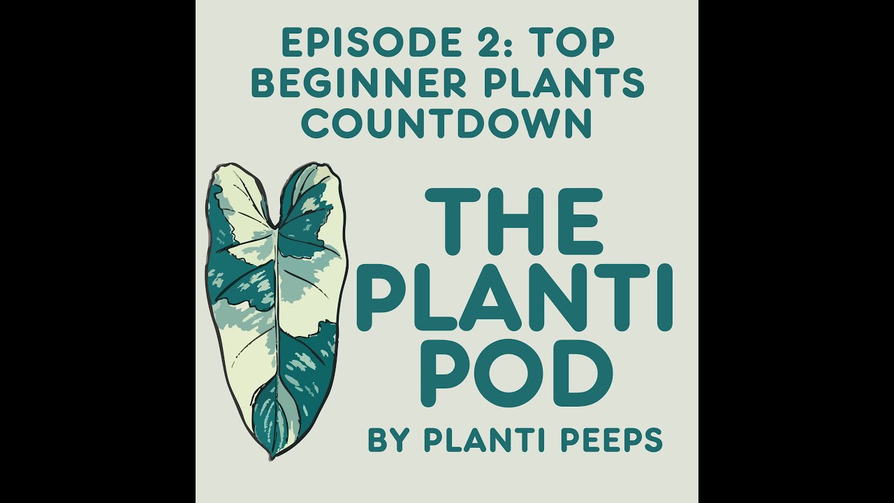 The Planti Pod Episode 2: Top Beginner Plants Countdown