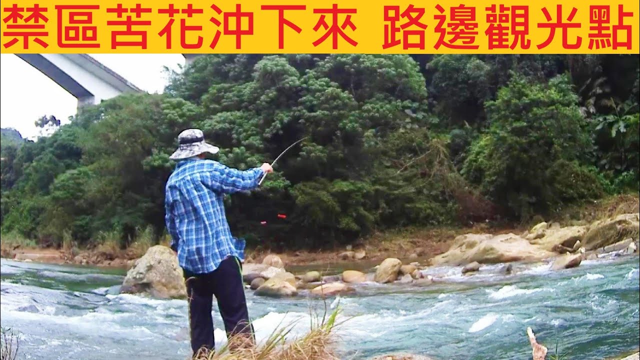 禁區苦花沖下來 路邊觀光點都苦花 @免下水 腳路方便咬到翻 #溪釣 #苦花 #無敵大麥蟲