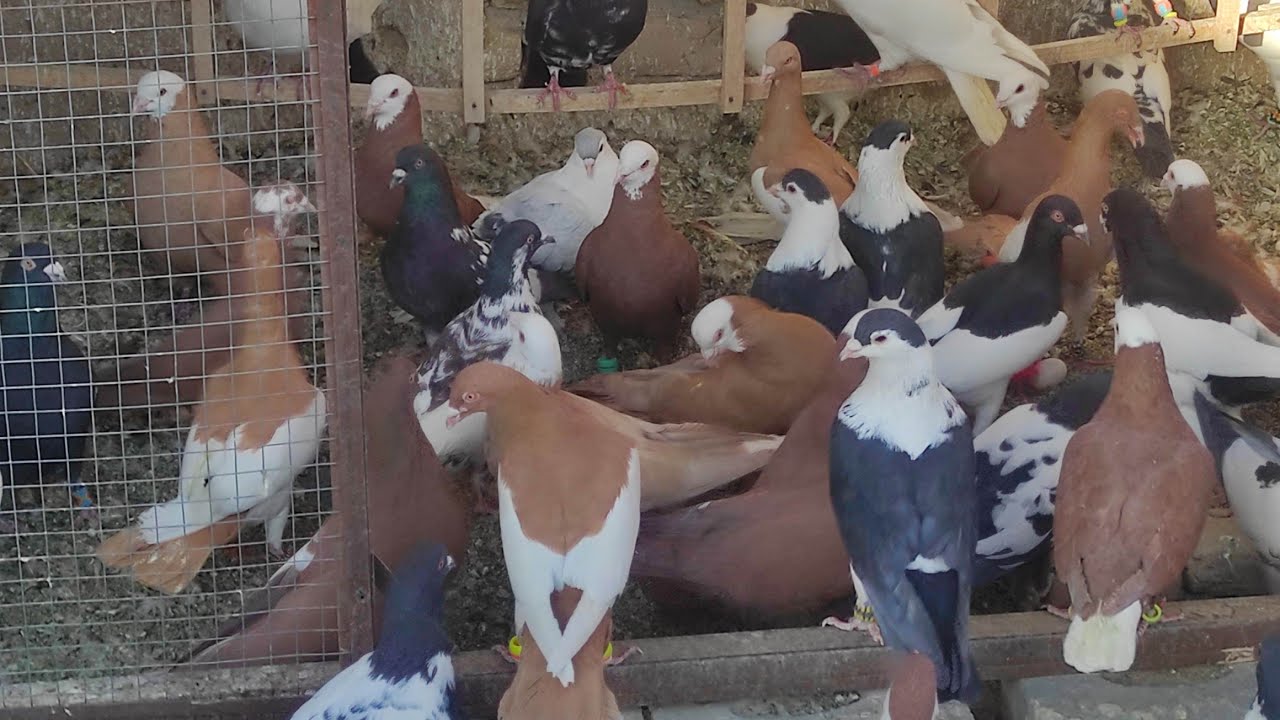 500 kabootar pigeon Quetta_ ranga sada fighter kabootar Quetta Pakistan