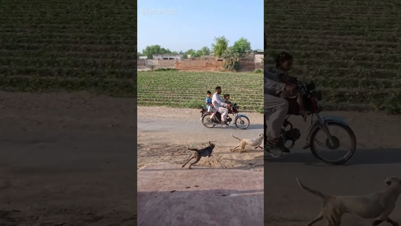 My Fearless Dogs 
