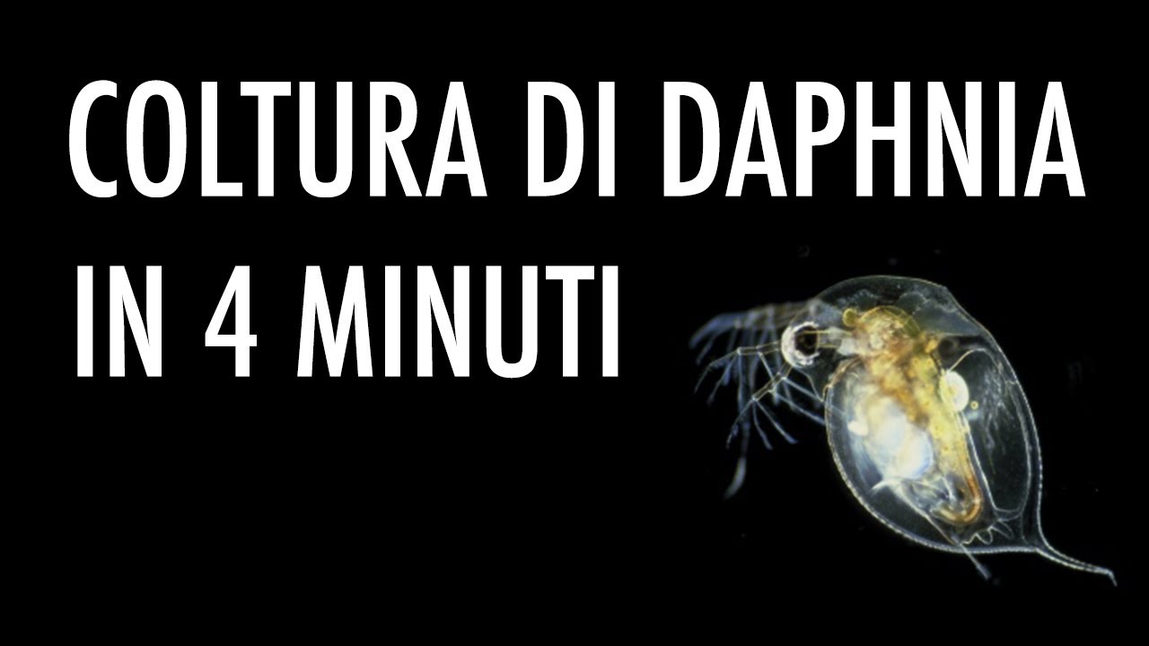 Daphnia: coltura in 4 minuti