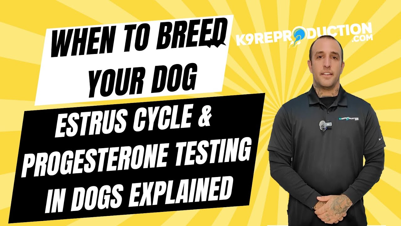 When to Breed Your Dog: Estrus Cycle & Progesterone Testing in Dogs Explained
