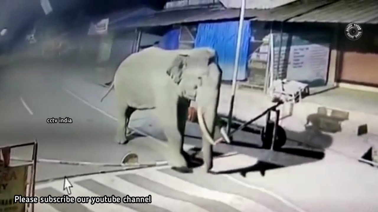 wild elephant attack in India cctv footage