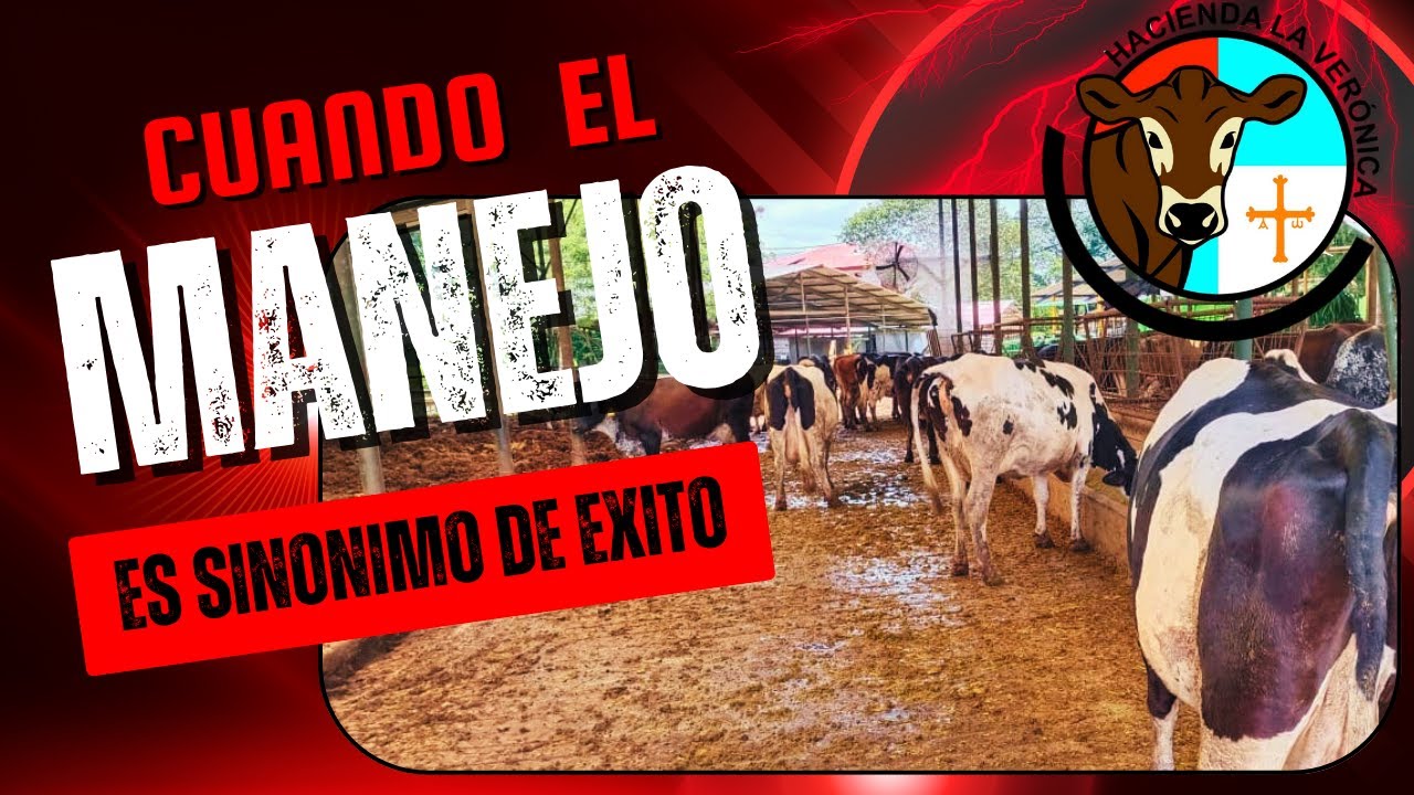PASTO DE CORTE, VACAS LECHERAS, ESTABLO Y COMPOST BARN