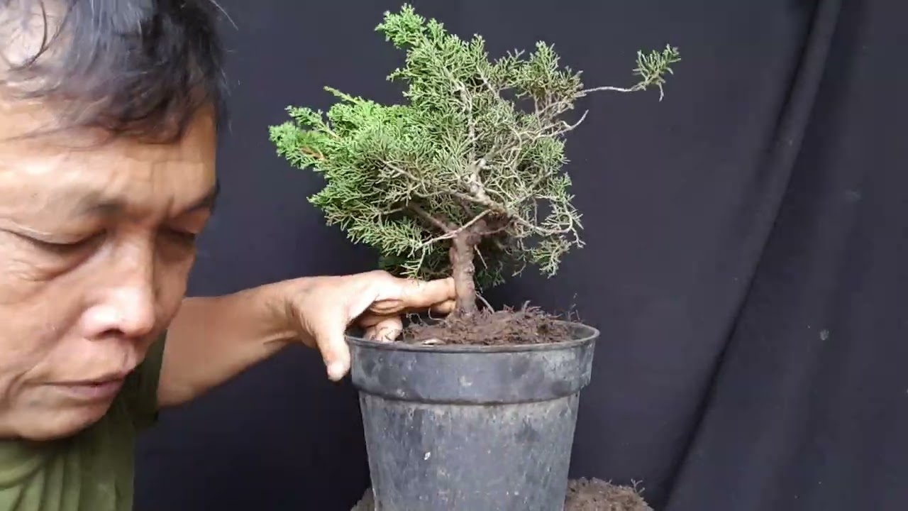 cara meruba gerak dasar bonsai cemara sargenti PART 1.