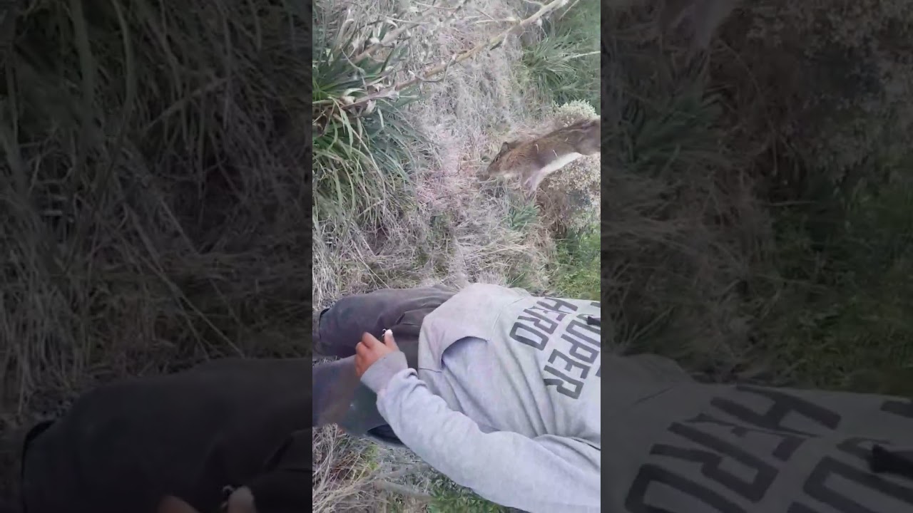 Cacería de cuises y un pato🦆 intermedio