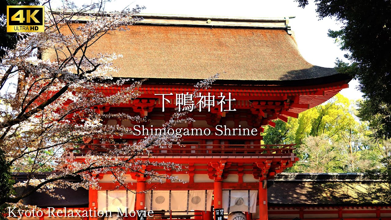 【Храм Шимогамо】🇯🇵🌸Цветение сакуры в Храме Шимогамо в Киото.