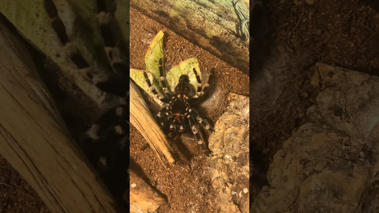 Tarantula molting timelapse