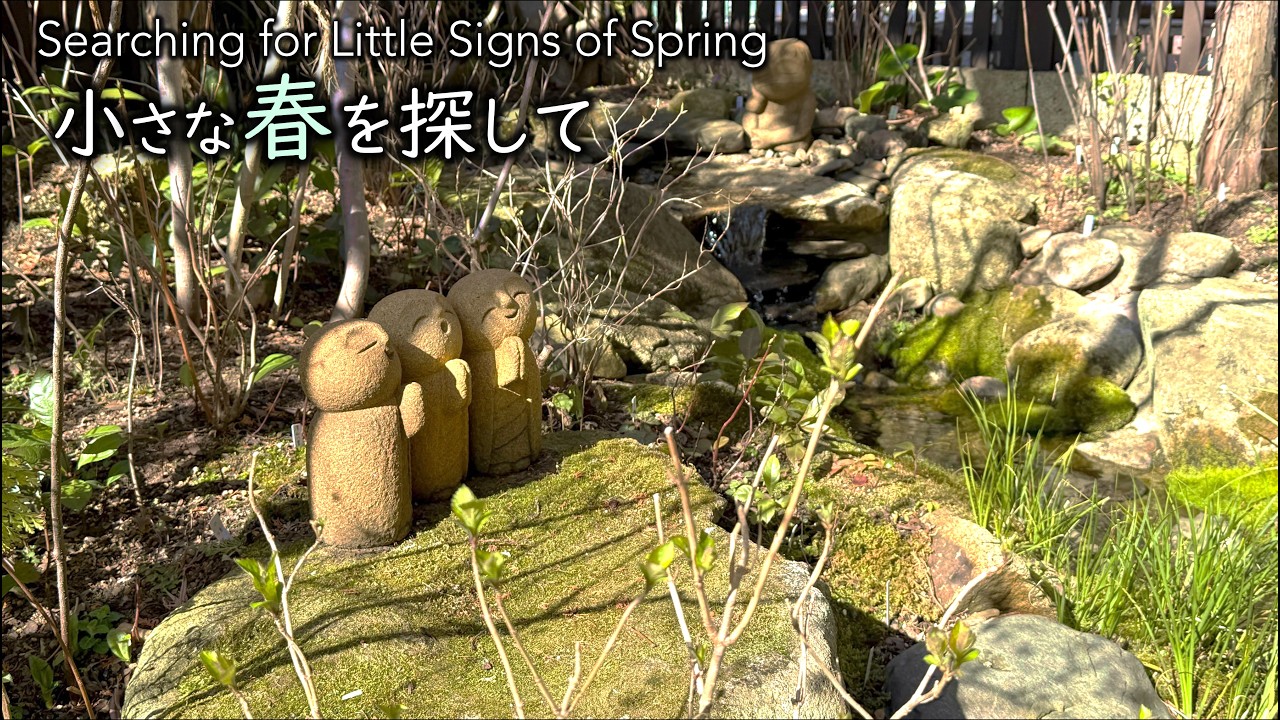 春の兆しを探して｜2月中旬〜3月初旬の小さな雑木の庭