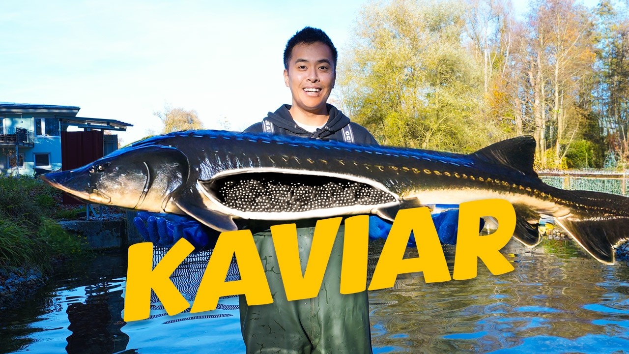 Wie Kaviar hergestellt wird (1 Tag auf der Fischzucht)