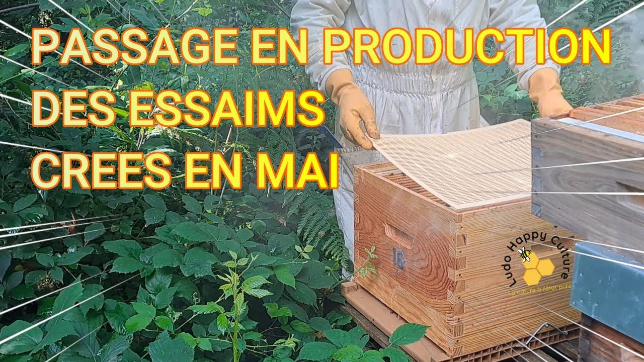 Les essaims créé en Mai passent en production
