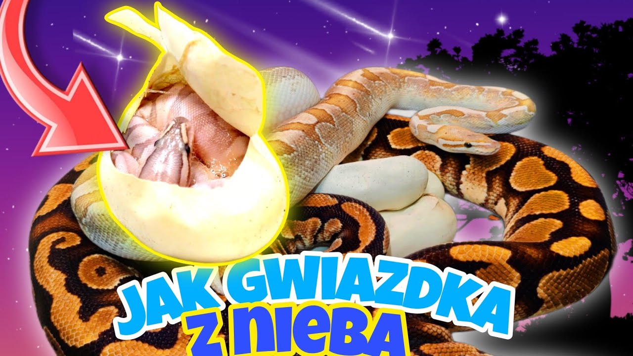 Otwieram Niesamowite Jaja Pytonów! Tylko 12% Szans Na Odmianę Którą POTRZEBUJĘ!!