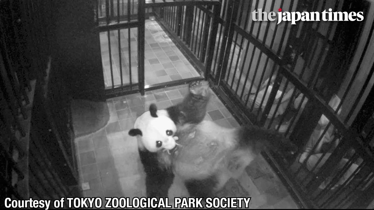 Giant panda at Tokyo&rsquo;s Ueno Zoo gives birth to a cub