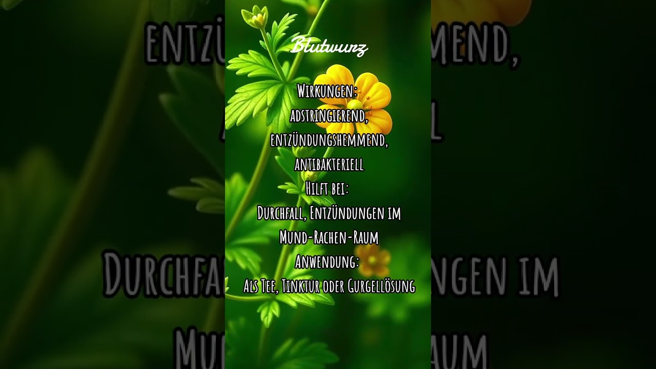 #Blutwurz #Heilpflanzen #Naturmedizin #Volksheilkunde  #NatureHealth #viralgermany #forupage #fyp