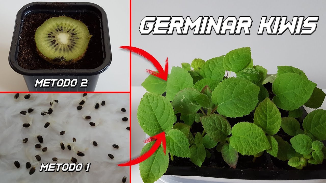 Como Germinar Kiwi |  Germinar Semillas de Kiwi | Cultivo del Kiwi | Plantar kiwi