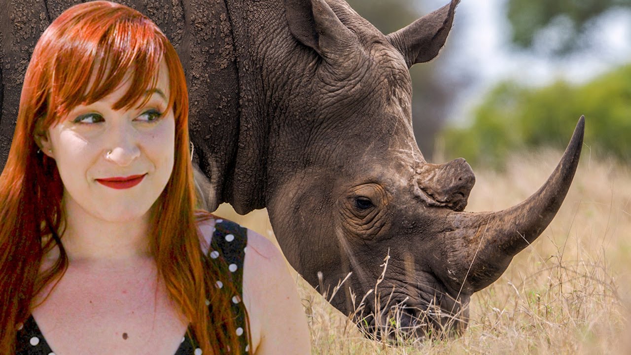 Les rhinocéros, une espèce en voie de disparition ? - Castor Mother au Zoo #02 - String Theory