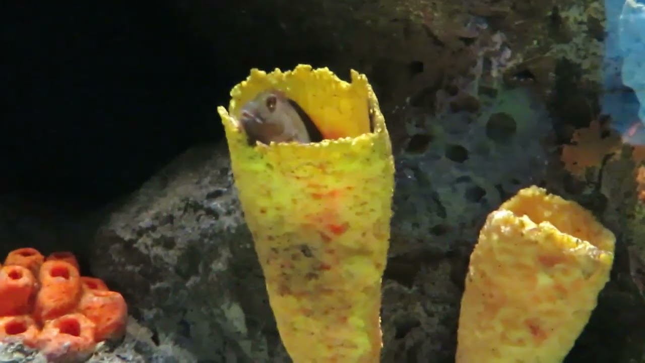 Texas State Aquarium Full Tour 2022