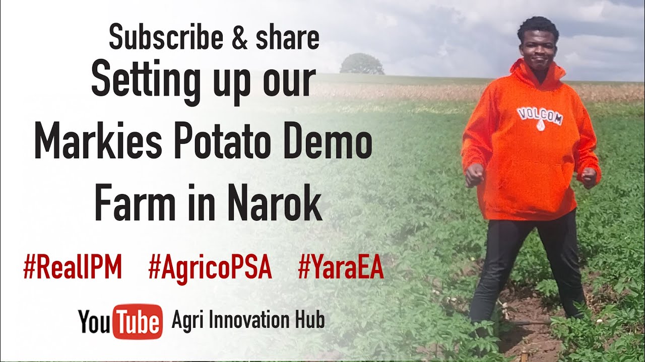 How we set up our Demo Farm for potato farming using Markies Variety