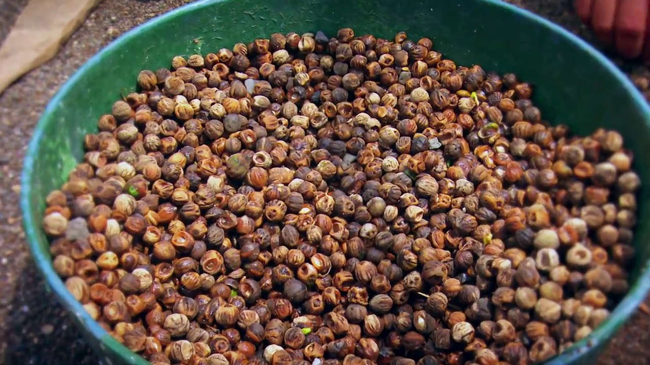 REFORESTACIÓN TECA