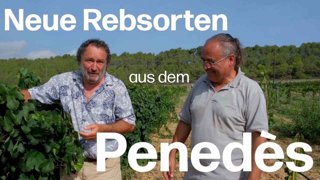 Delinat-Winzer Albet i Noya geht neue Wege: Robuste Traubensorten im Pened&egrave;s