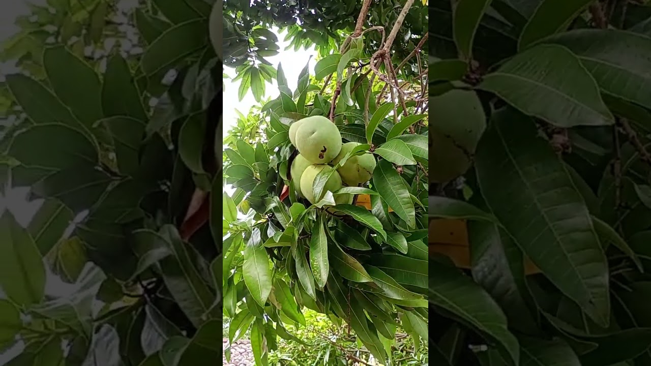 Gente é fartura 🥭🥭