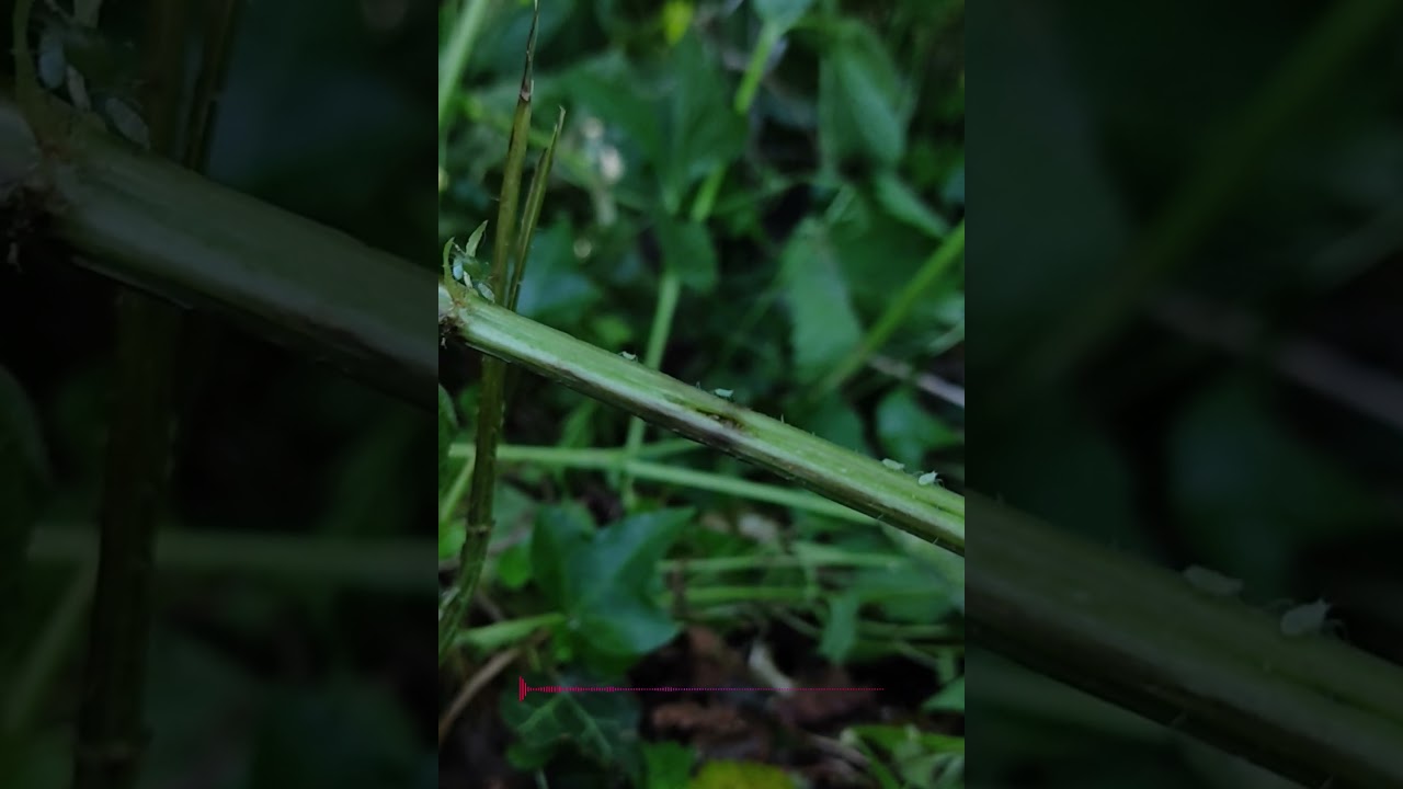 Little Bugs in Nature - #NatureWaltz A natural Documentary