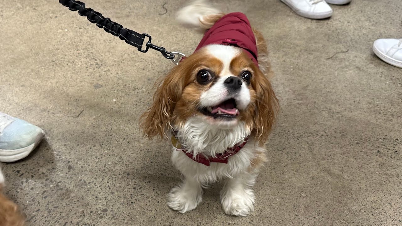Meeting Cute Dogs While Shopping at HomeSense Cavalier King Charles Spaniel Breed Toronto (Nov2024)