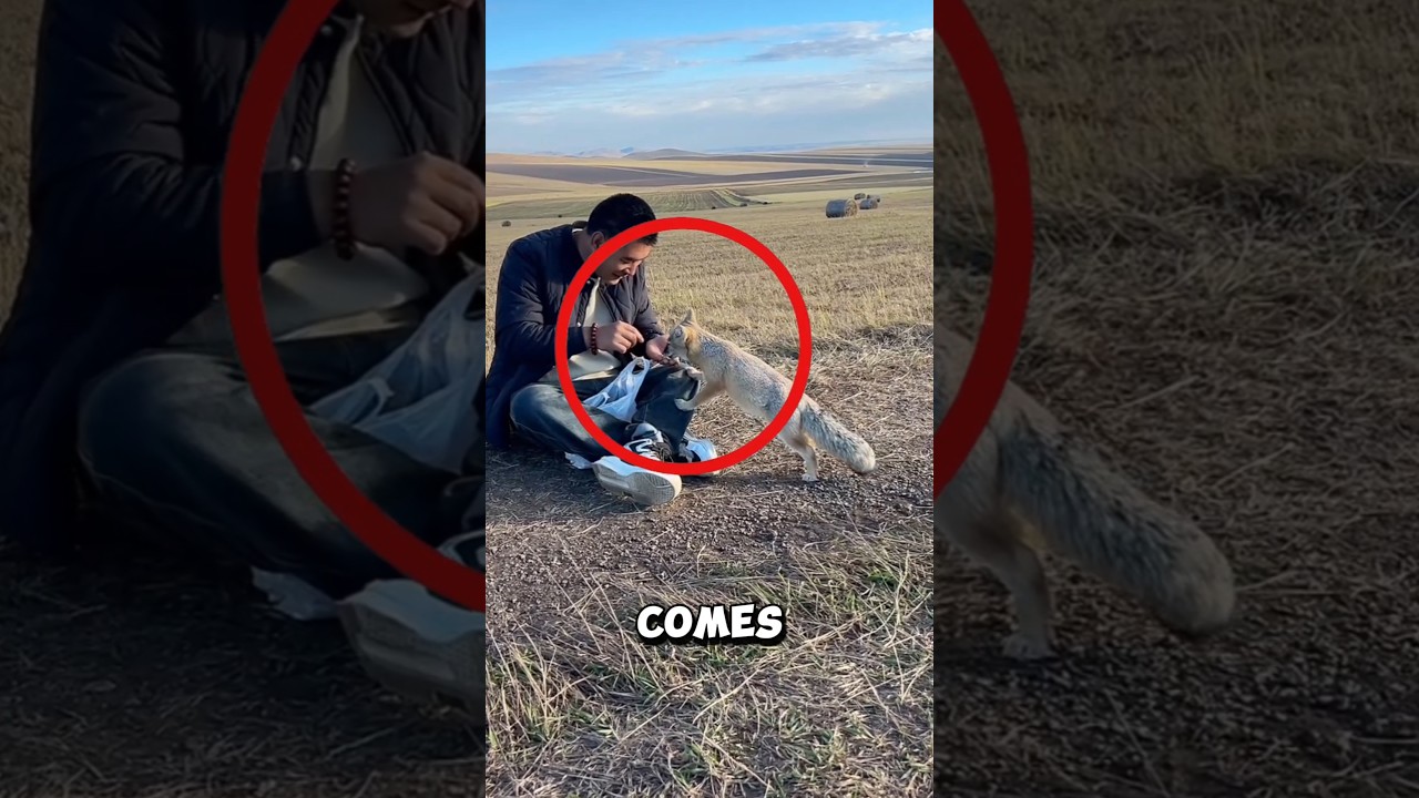 Every week, a man and his wife welcome their special fox friend ❤️ 