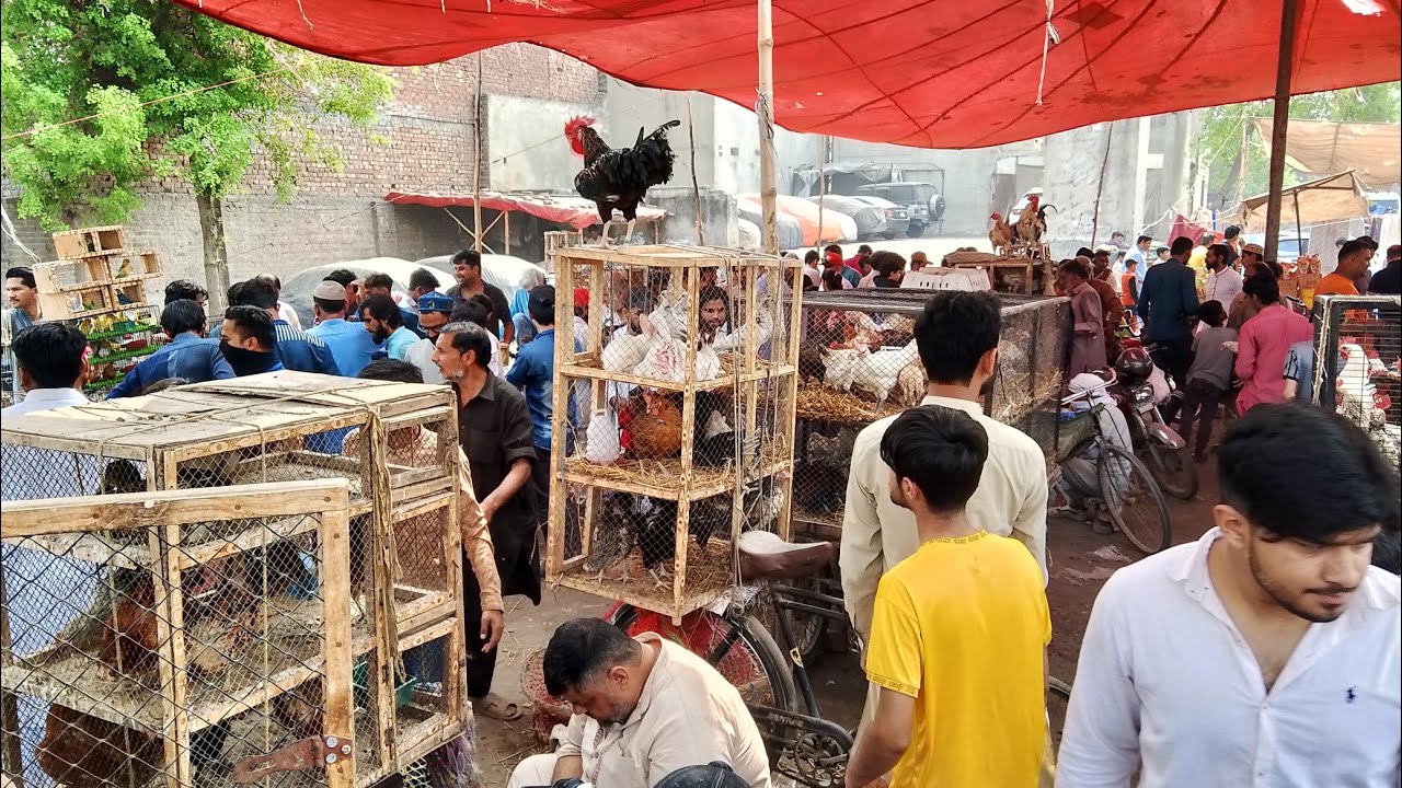 Dasi Murghi Mandi Nadia ghee mil Rasheed Pura Sunday update Lahore Pakistan 