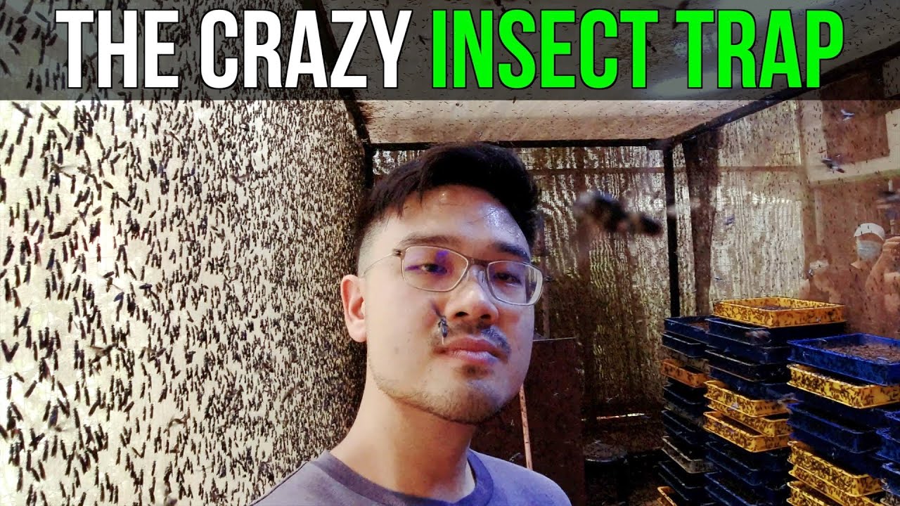 The Crazy Insect Trap