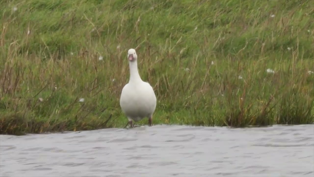 Ross's Goose   -  Crossens Marsh  -  Lancashire - October 2025