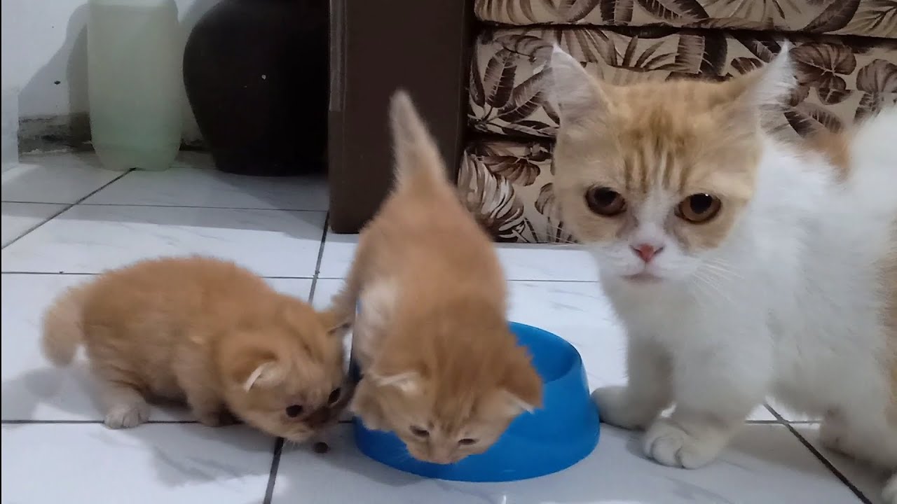 夜の猫と子猫の活動 