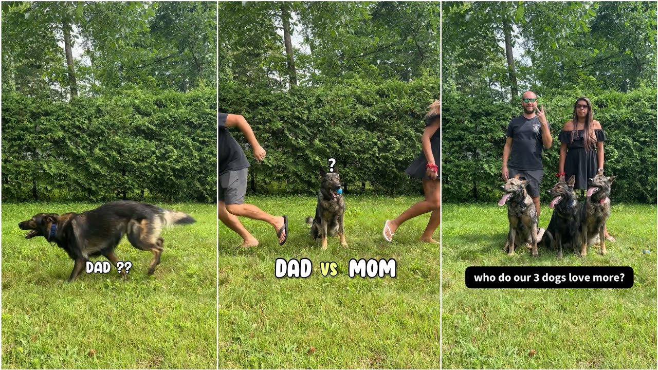 German Shepherd Loyalty Test: Mom vs Dad