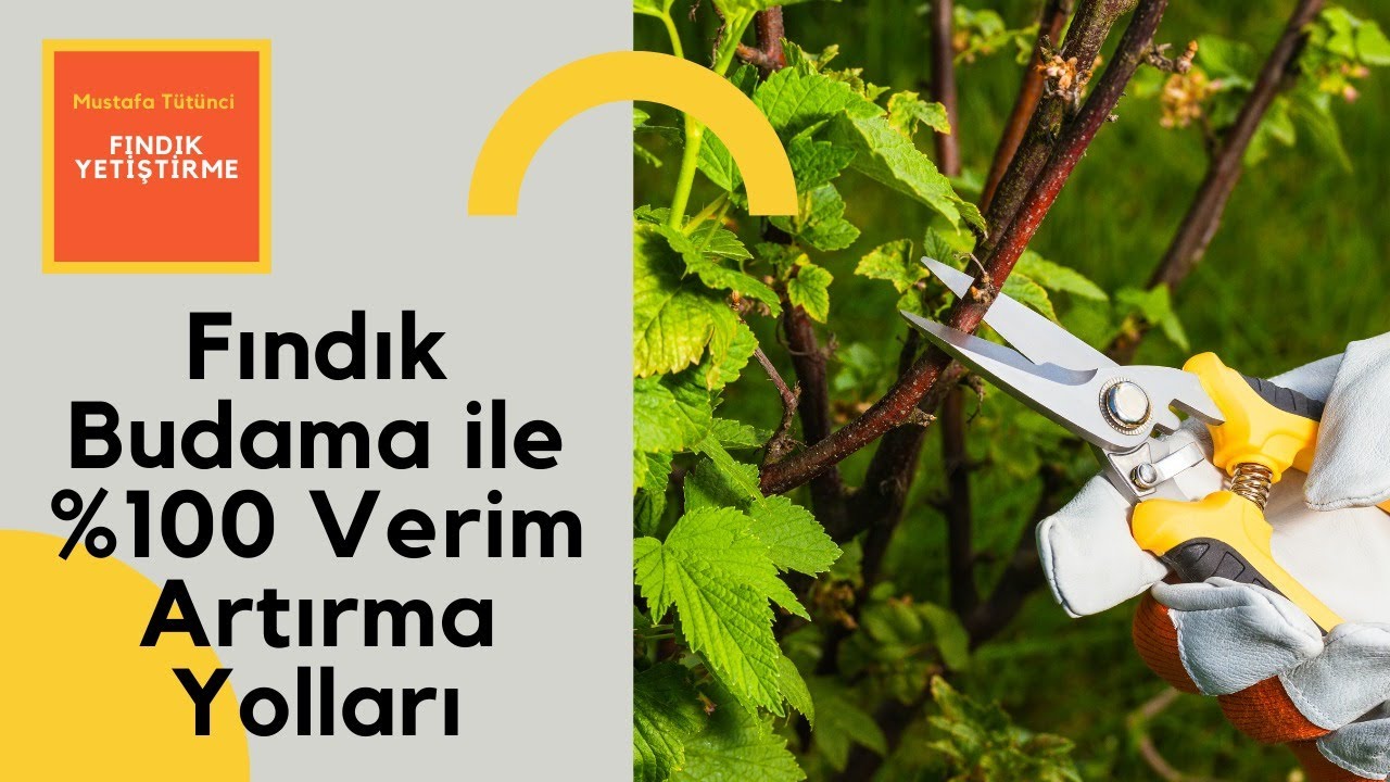 Fındık Budama İle %100 Verim Arttırma Yolları, #fındıkbudama, #budama, #fındık