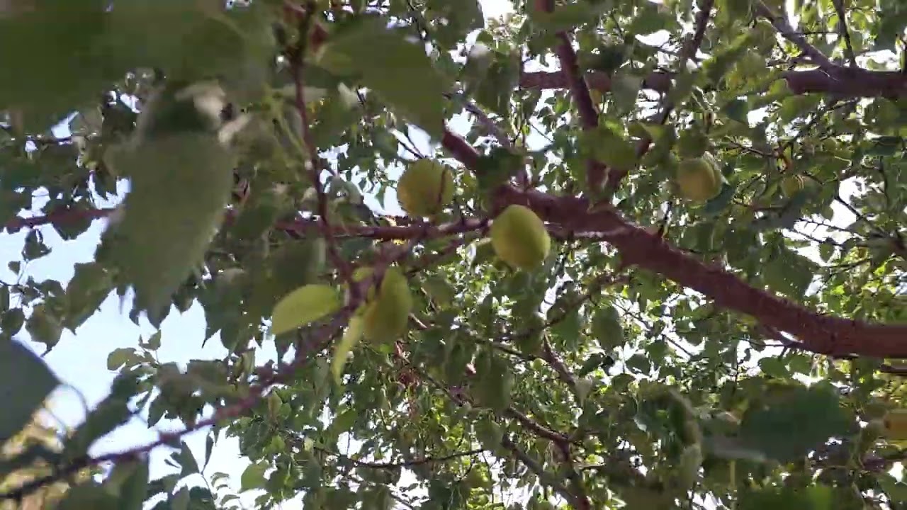 Nature and it's beauty 