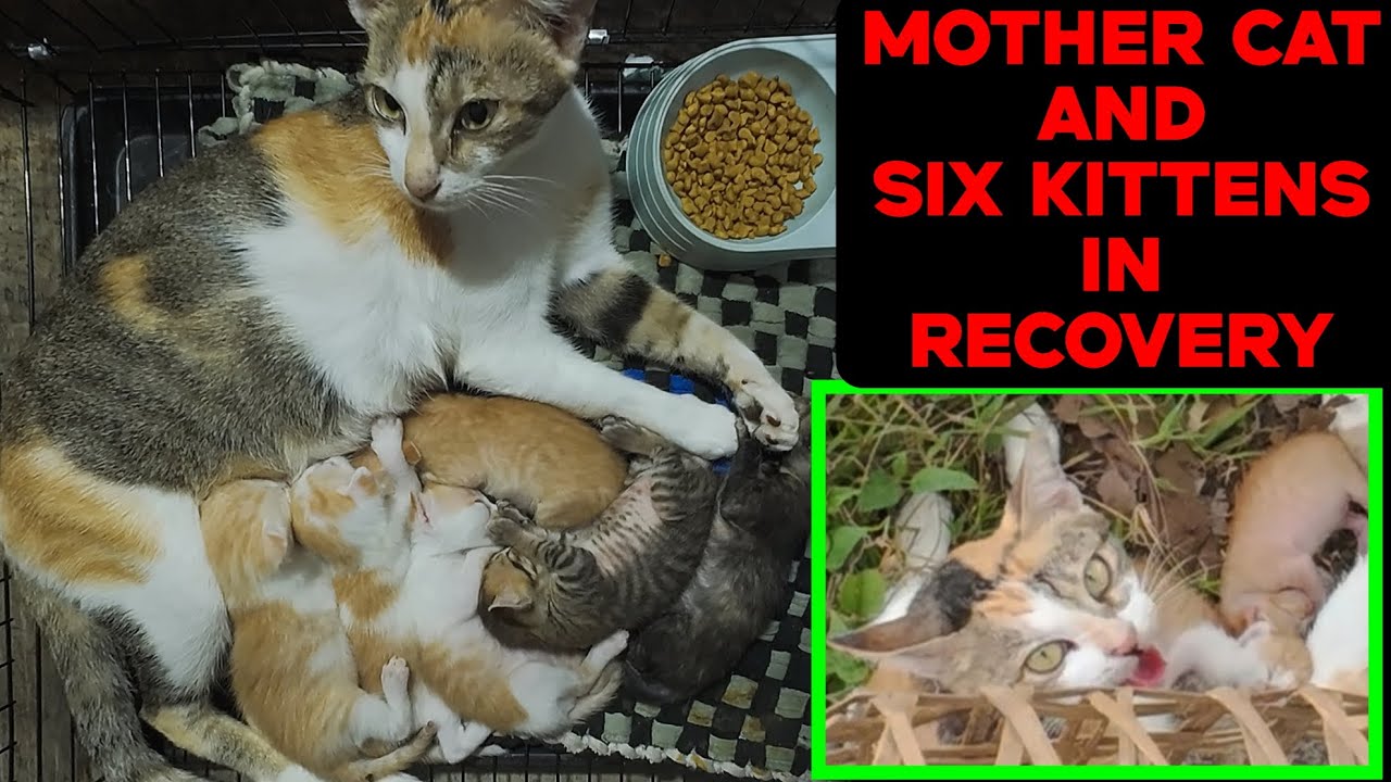 LIVE: Abandoned Mom Cat & 6 Tiny Kittens Finally Safe 🙏 Watch Their Recovery