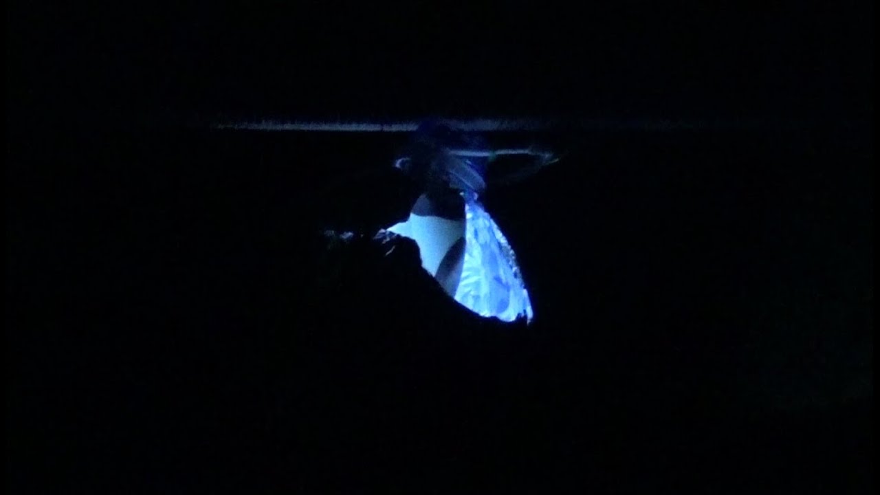 Capcană pentru insectele dăunătoare cu lumină, lipici și PET