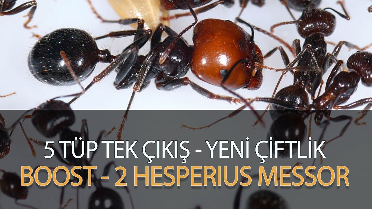 MESSOR HESPERIUS Kolonisi büyüyor! Yeni EV.