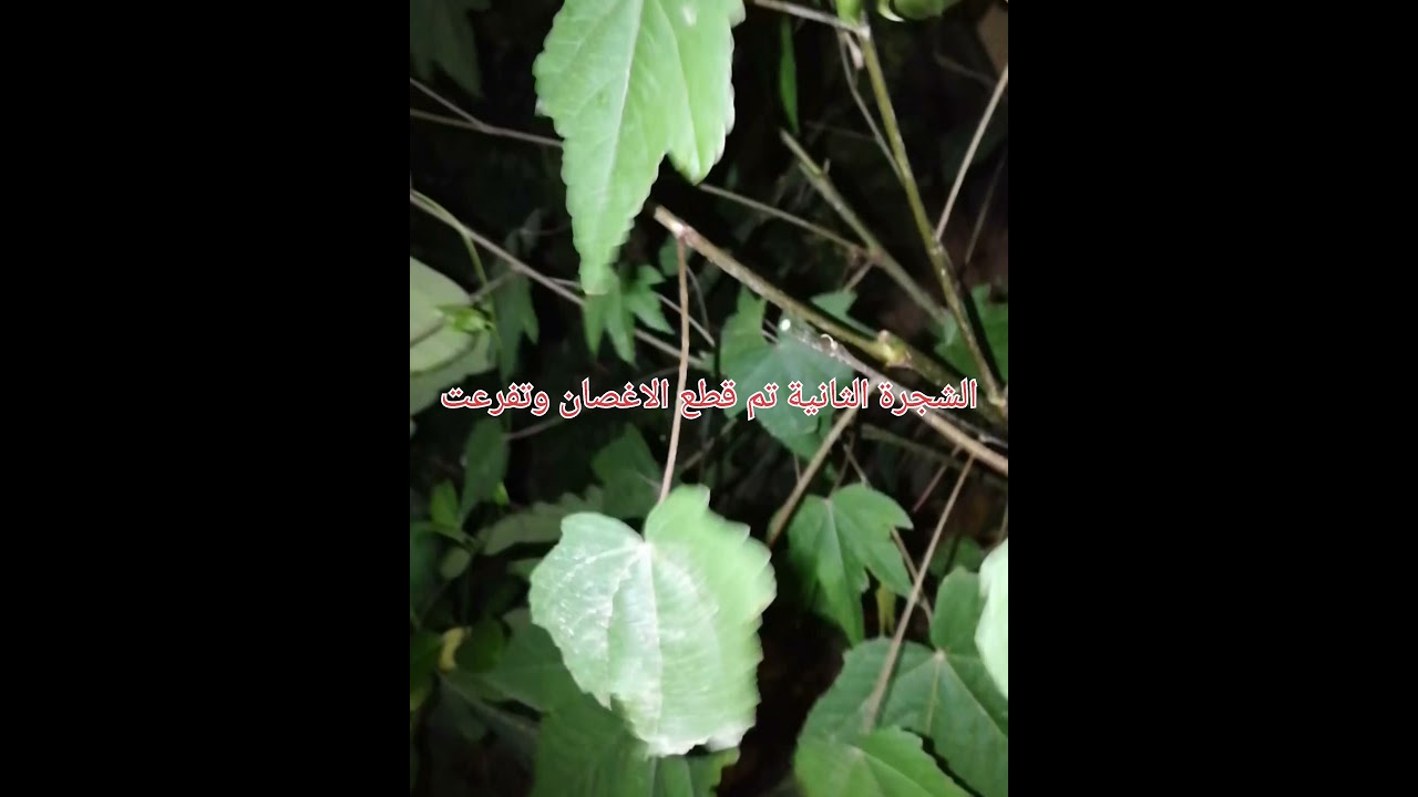 شجرة الدومبيا المتميزة برائحتها العطرية كالفانيلا