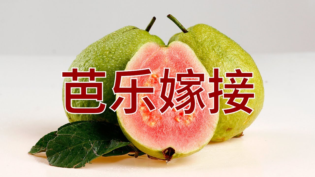 3集：芭乐果树嫁接技术和技巧