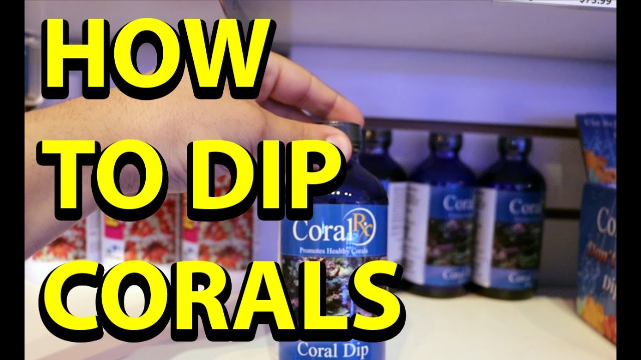 How To Dip Corals \\ A Great Habit To Get Into