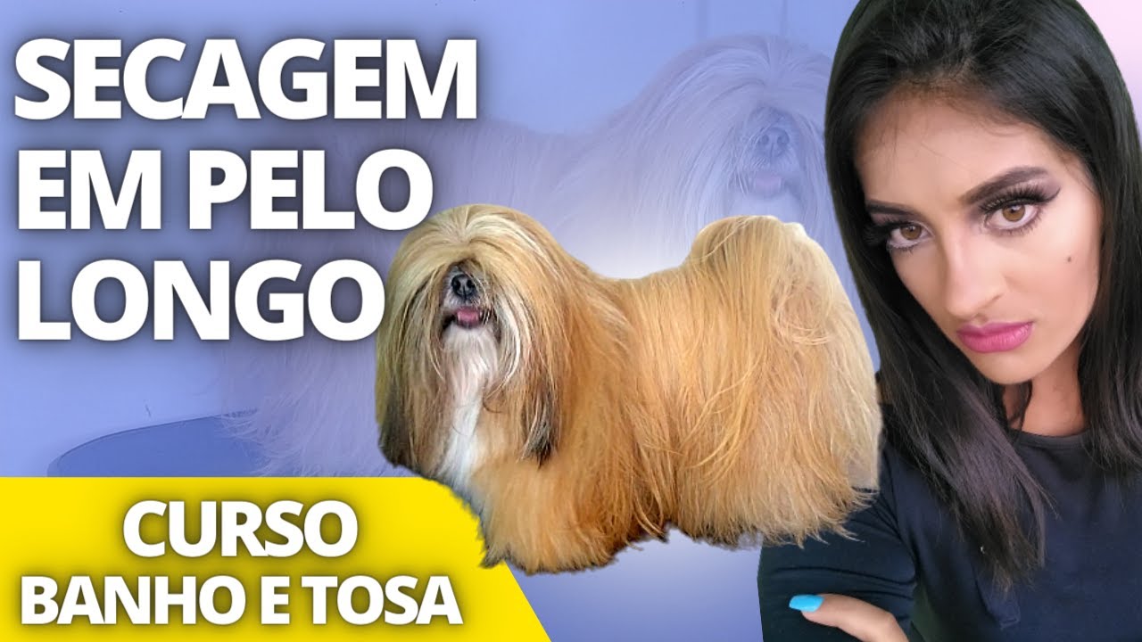 COMO SECAR UM CACHORRO DE PELO LONGO (segredos que ninguém conta)