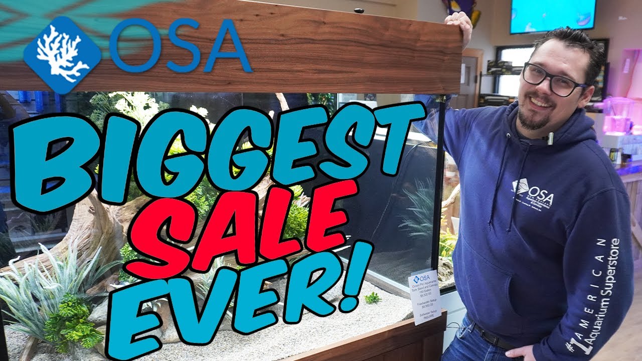 OSA's BIGGEST Rimless Aquarium SALE EVER!