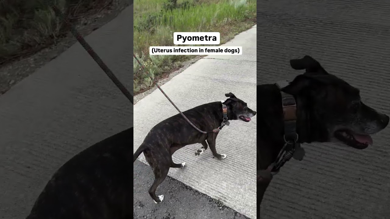What it costs to treat pyometra (uterus infection) in female dogs 🐶