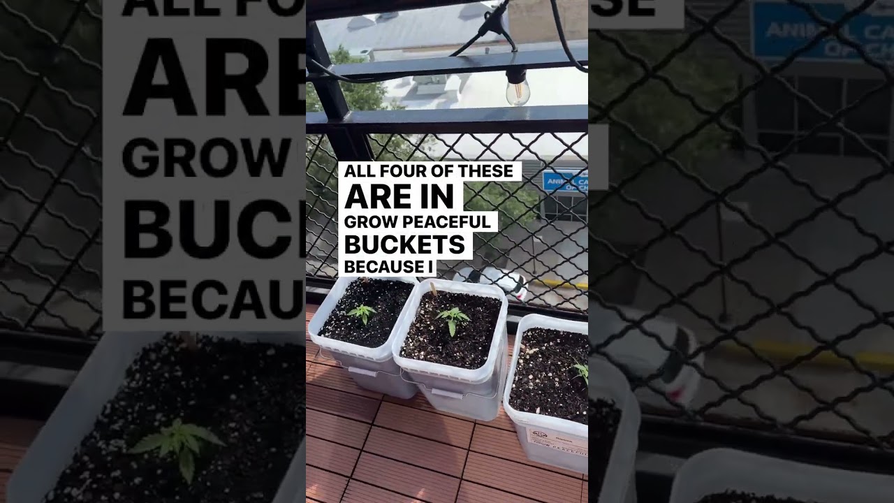 🤫what&rsquo;s growing on my high rise balcony&hellip;?🤫👩🏻&zwj;🌾 Grow Buckets -