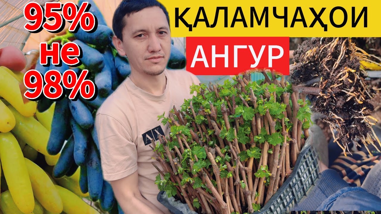 Қаламчаҳои ангур ба дараҷа сабзидан қисми 3 машаАллоҳ