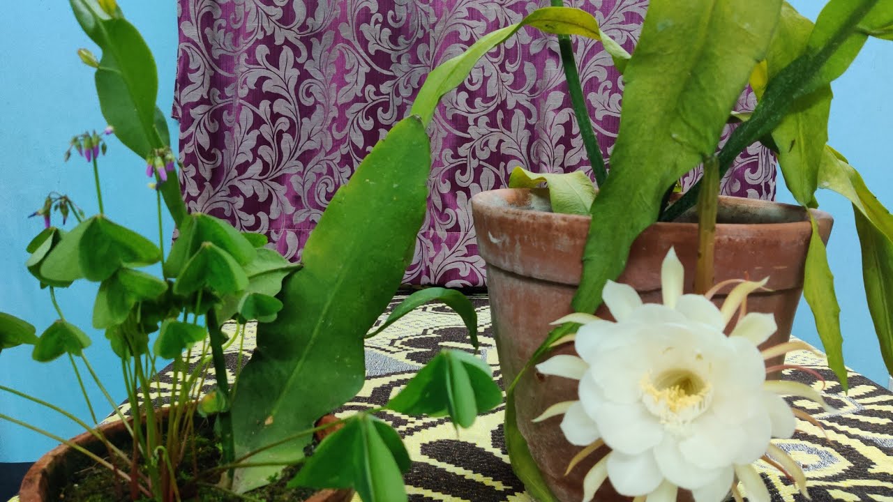 এক বছরে ফুল আনতে নাইট কুইন/ ব্রহ্মকমল কমল/Epiphyllumএর পরিচর্যা আপডেট সহ।