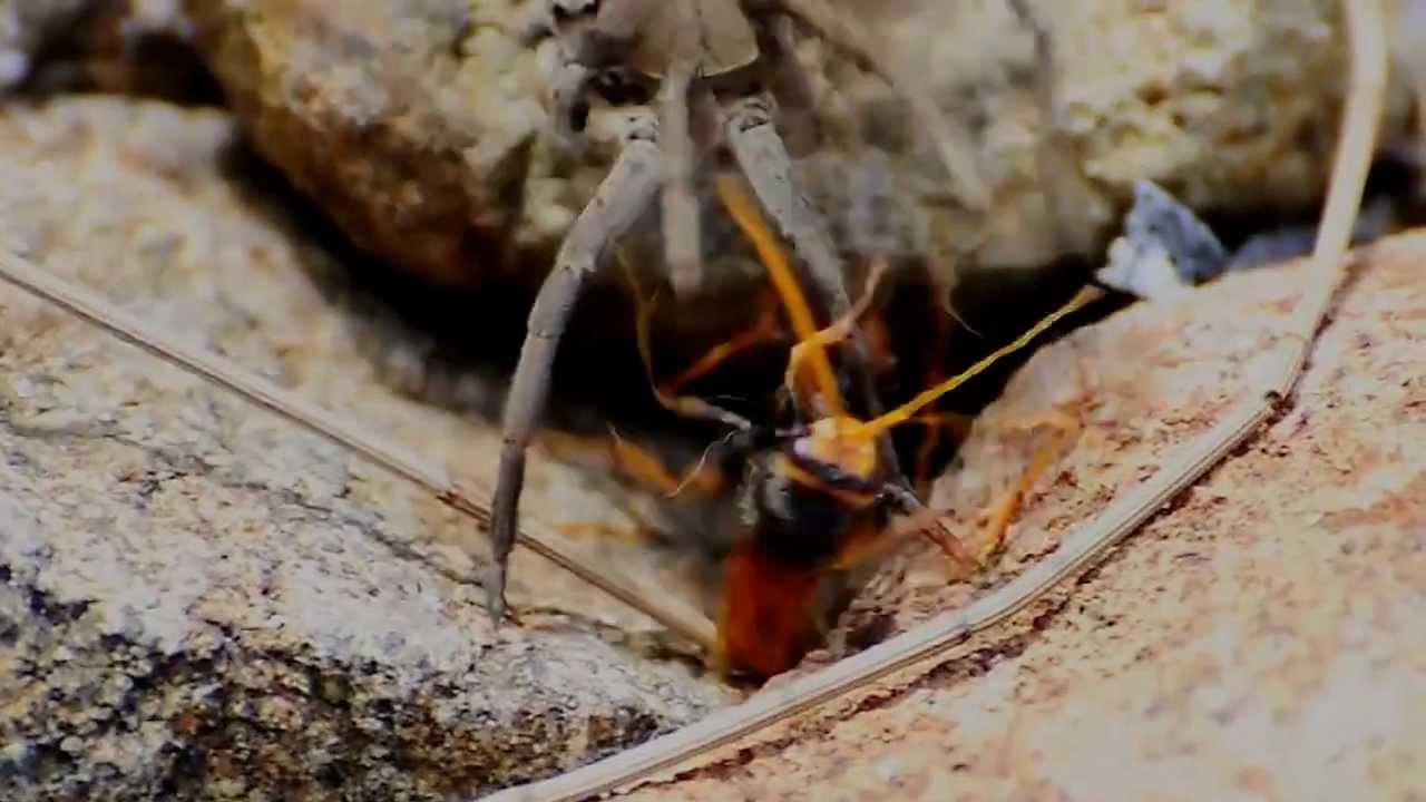 Spider Vs. Wasp    (Nero - Angst)