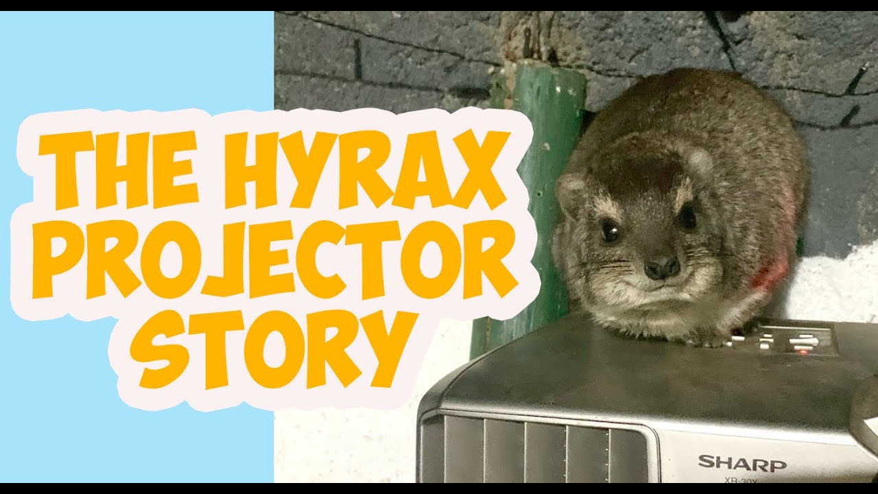 VLOG Of The Hyraxes That Broke In And Turned On My Projector - with video!